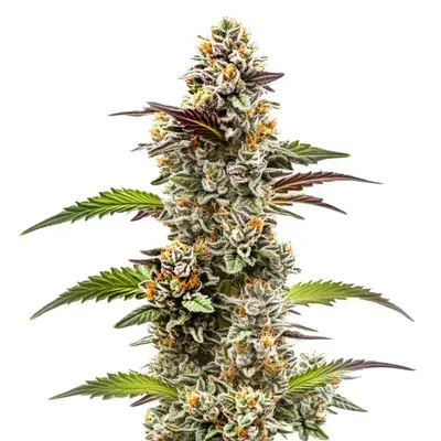 Jungle Breath cannabis seeds by Blimburn Seeds