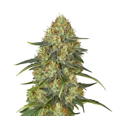 Jungle Lava cannabis seeds by Blimburn Seeds
