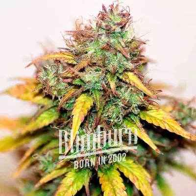 Jungle Wreck cannabis seeds by Blimburn Seeds