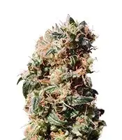 Kaboom cannabis seeds
