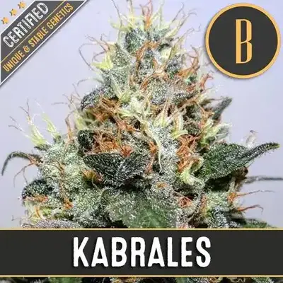 Kabrales cannabis seeds by Blimburn Seeds