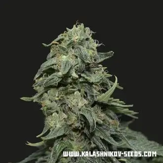 Kabul Express cannabis seeds by Kalashnikov Seeds