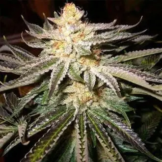 Kabul cannabis seeds by Afghan Seed Connection