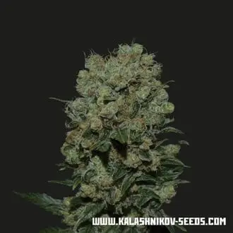 Kalashnikov Express cannabis seeds by Kalashnikov Seeds