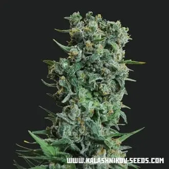 Kalashnikov Original cannabis seeds by Kalashnikov Seeds
