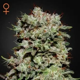 Kalashnikova cannabis seeds