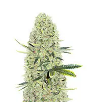Kali Banner cannabis seeds