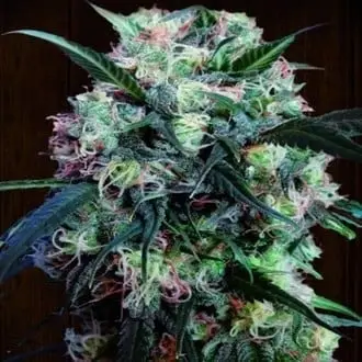 Kali China cannabis seeds