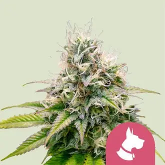 Kali Dog cannabis seeds