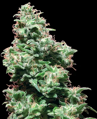 Kali Haze cannabis seeds