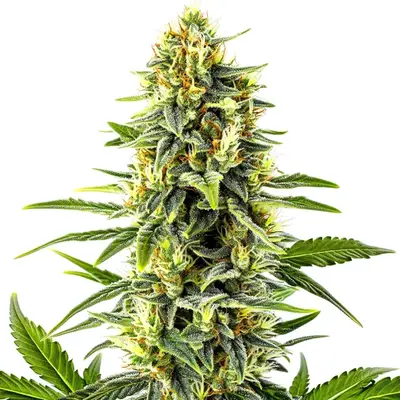 Kali Mist cannabis seeds by Blimburn Seeds