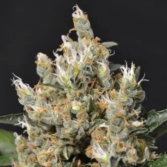 Kali cannabis seeds