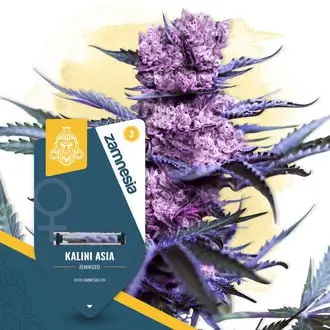 Kalini Asia cannabis seeds by Zamnesia Seeds