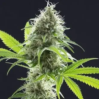 Kama Kush CBD cannabis seeds