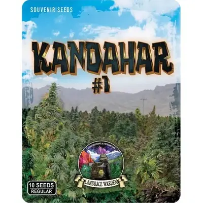 Kandahar Arghandab #1 cannabis seeds