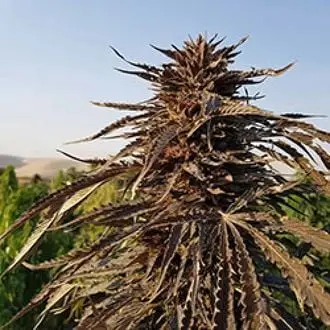 Kandahar cannabis seeds by Afghan Seed Connection