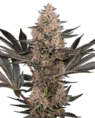 Karate Kid cannabis seeds