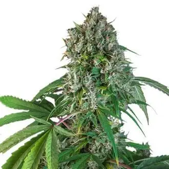 Karel's Herer Haze cannabis seeds