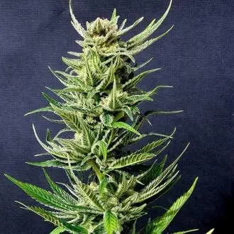 Karibbean Mango cannabis seeds