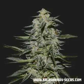 Katyusha cannabis seeds by Kalashnikov Seeds