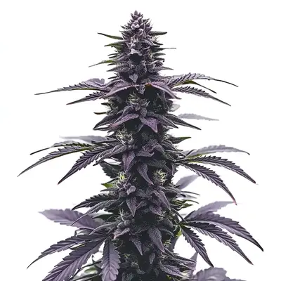 Key Lime Jack cannabis seeds by Blimburn Seeds