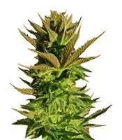 Kickass cannabis seeds