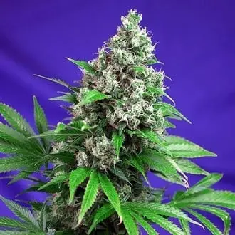 Killer Kush - F1 Fast Version cannabis seeds by Sweet Seeds