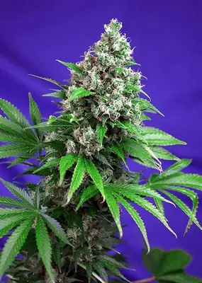 Killer Kush F1 Fast cannabis seeds