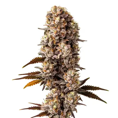Killer cannabis seeds by Blimburn Seeds