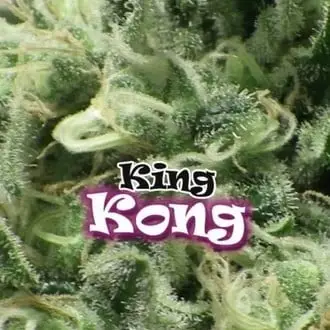 King Kong cannabis seeds by Dr. Underground