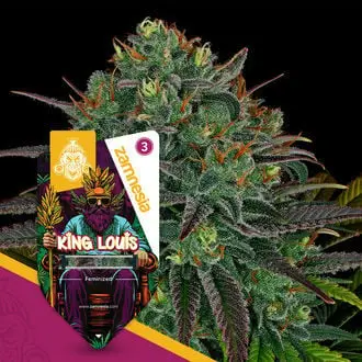 King Louis cannabis seeds by Zamnesia Seeds