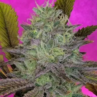 King's Banner cannabis seeds by Pure Instinto