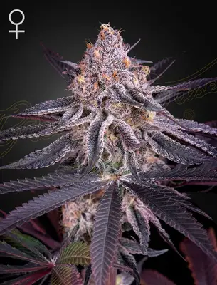 King's Juice (Feminized) cannabis seeds