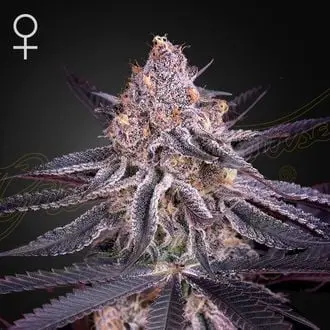 King's Juice cannabis seeds
