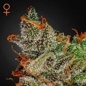 King's Kush cannabis seeds by Greenhouse Seeds