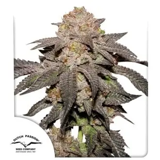 Kingston Punch cannabis seeds by Dutch Passion