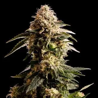 Kiss cannabis seeds