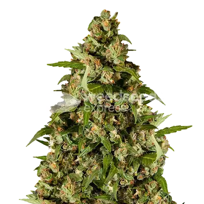 Kiwi Kush cannabis seeds