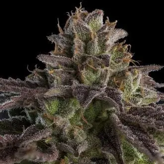 KmintZ cannabis seeds by Ripper Seeds