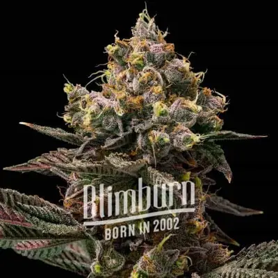 Koji cannabis seeds by Blimburn Seeds