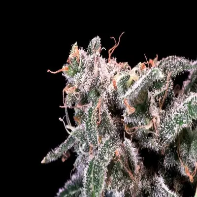 Kombucha Cream cannabis seeds