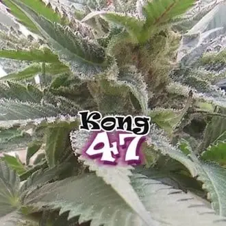 Kong 47 cannabis seeds by Dr. Underground