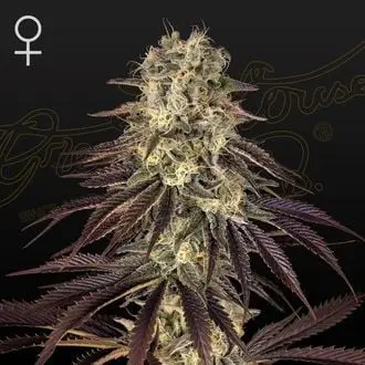 Kong's Krush cannabis seeds