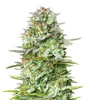 Kosher Cake cannabis seeds