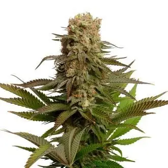 Kosher Choco Kush cannabis seeds by Amsterdam Genetics