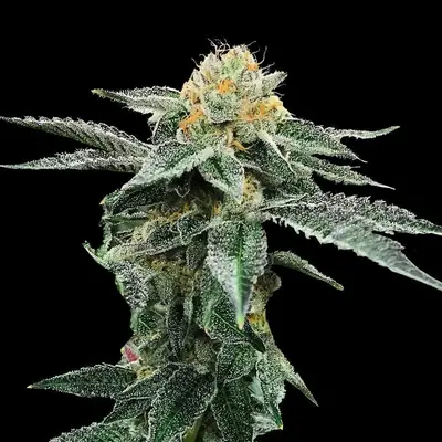 Kosher Cookies cannabis seeds