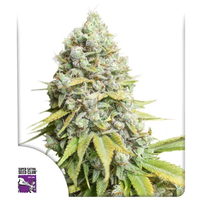 Kosher Haze cannabis seeds