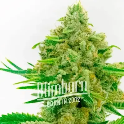 Kosher Kush x Tangerine cannabis seeds