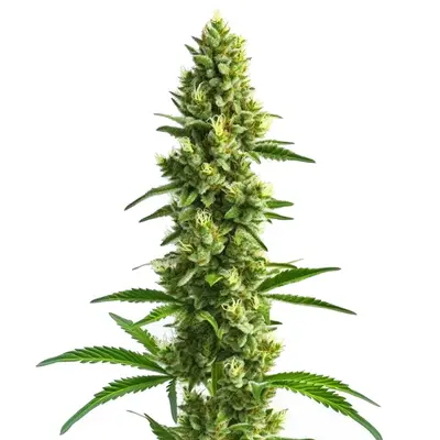 Kosher Kush cannabis seeds by Blimburn Seeds