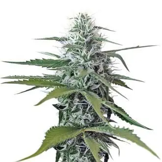 Kosher Tangie Kush cannabis seeds